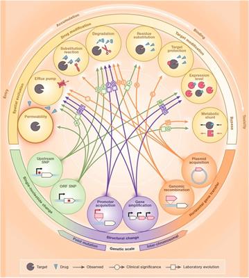 Emerging roles of bacteriophage-based therapeutics in combating antibiotic resistance